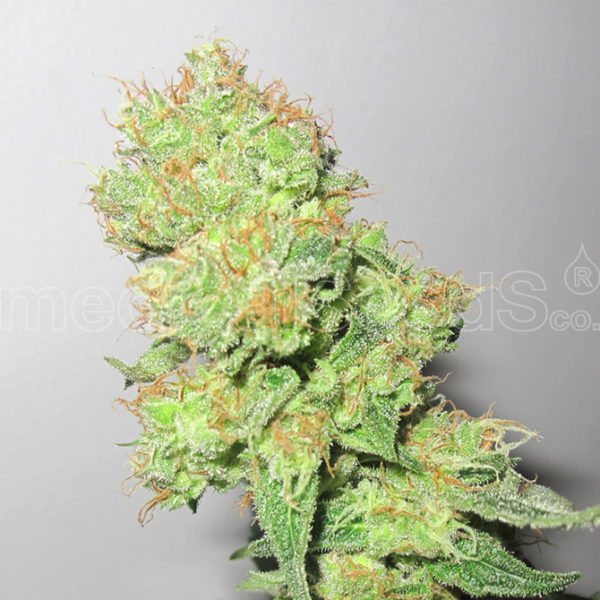 Y Griega CBD medicinske cannabisfrø fra Medical Seeds