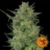 LSD feminiserede cannabisfrø fra Barneys Farm