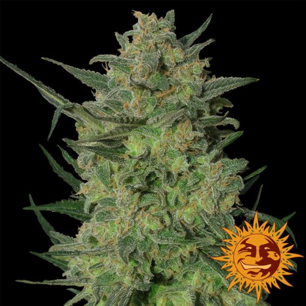 LSD feminiserede cannabisfrø fra Barneys Farm