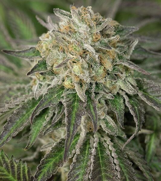 Amherst Sour Diesel Fem. cannabis frø - Humboldt Seed Co.