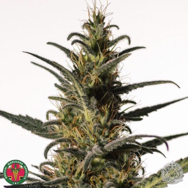 Candida (CD-1) medicinske cannabis frø - Medical Marijuana Genetics