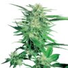 Big Bud feminiserede cannabisfrø fra Sensi Seeds