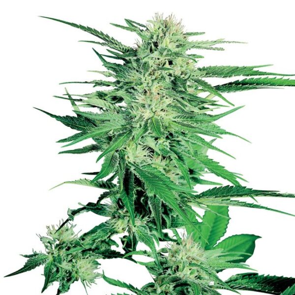 Big Bud feminiserede cannabisfrø fra Sensi Seeds