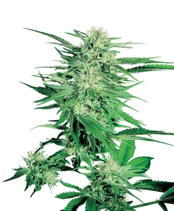 Big Bud feminiserede cannabisfrø fra Sensi Seeds