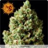 OG Kush autoblomstrende skunkfrø fra Barneys Farm