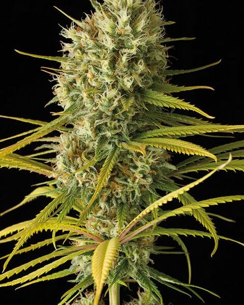 Original Amnesia Fem. Cannabis frø - Dinafem Seeds