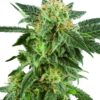 Snow Ryder autoblomstrende cannabisfrø fra Sensi Seeds