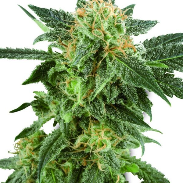 Snow Ryder autoblomstrende cannabisfrø fra Sensi Seeds