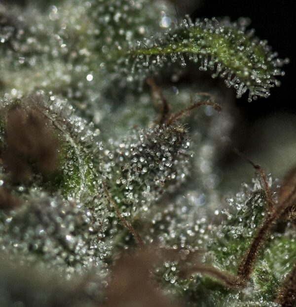 Underdawg OG Fem. cannabis frø - T.H. Seeds - Image 3