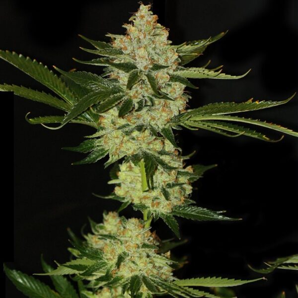 Underdawg feminiserede cannabisfrø fra T.H. Seeds