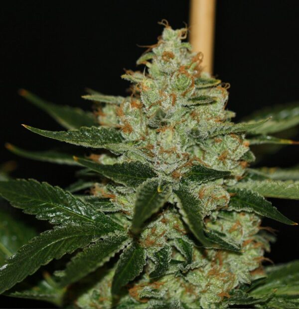 Underdawg OG Fem. cannabis frø - T.H. Seeds - Image 2