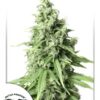 Durban Poison autoblomstrende cannabisfrø fra Dutch Passion