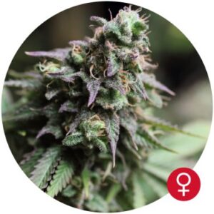 Blue Dream Fem. cannabis frø - Bulldog seeds