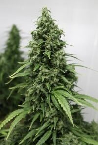 Auto Critical Ogre 'Big 'N ' Fast Fem. Cannabis frø - The Joint Doctor