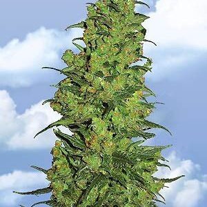 Temple Haze Fem. cannabis frø - Flying Dutchmen