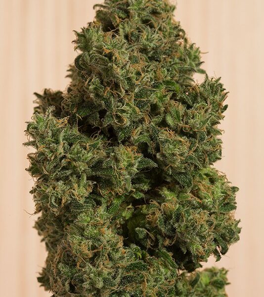 Blue Dream CBD Fem. cannabis frø - Humboldt Seeds