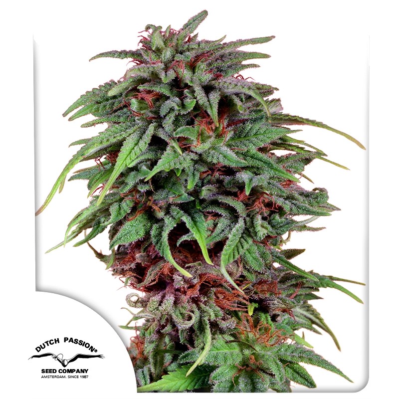 Durban Poison Fem. cannabis frø - Dutch Passion