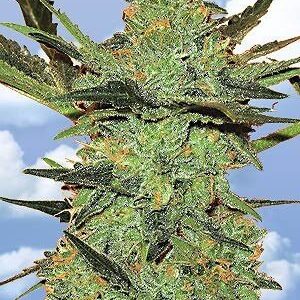 G-Force Fem. Cannabis frø - Flying Dutchmen