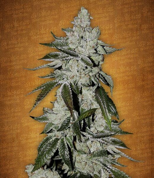 Girl Scout Cookies autoblomstrende cannabisfrø fra Fast Buds Seeds