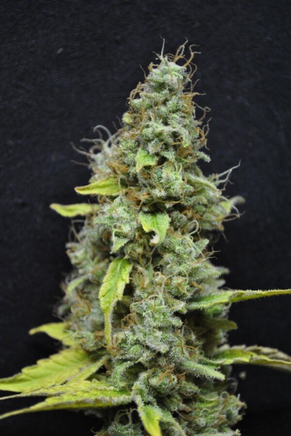 CBD Skunk Haze Fem. medicinske cannabis frø - CBD Crew