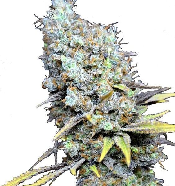 CBD Big Bud Super Skunk fem. Cannabis frø - CBD Botanics