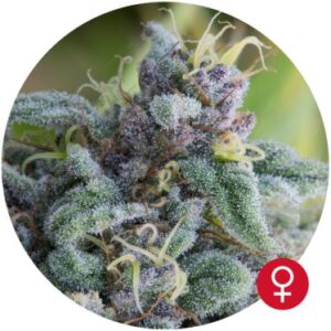 Mataró Blue fem. Cannabis frø - Bulldog Seeds