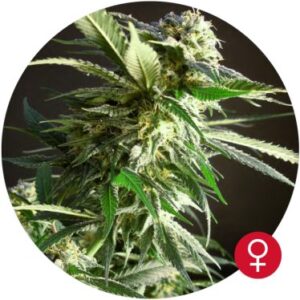 Silverstar Haze fem. Cannabis frø - Bulldog seeds