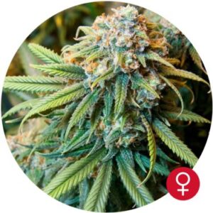 The Bulldog Haze fem. Cannabis frø - Bulldog Seeds