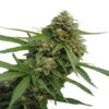 CBD Bubba Kush feminiserede cannabisfrø fra CBD Botanics