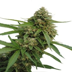 CBD Bubba Kush feminiserede cannabisfrø fra CBD Botanics