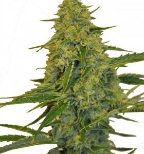 CBD Chem Dawg fem. Cannabis frø - CBD Botanics