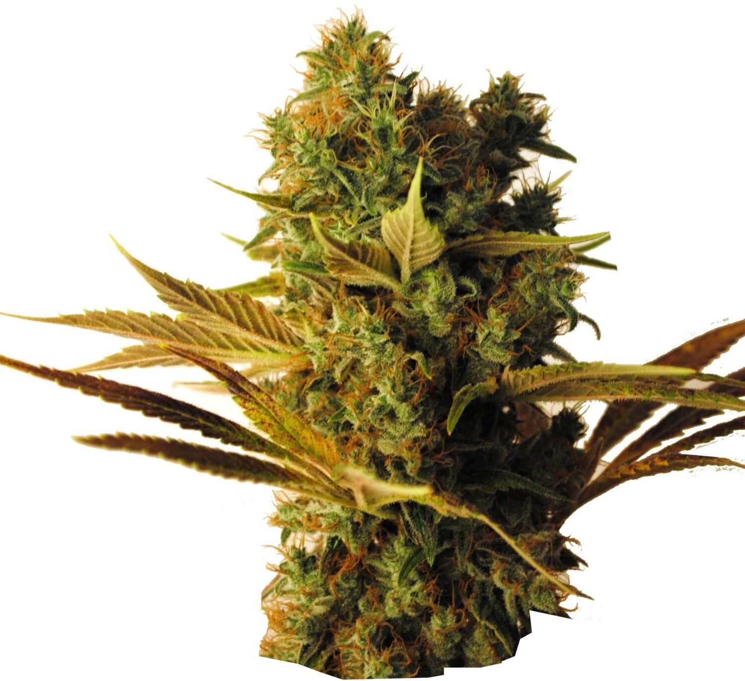 CBD Hammer Shark fem . Cannabis frø - CBD Botanics