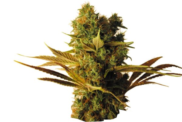 Hammer Shark CBD Fem. cannabis frø - CBD Botanic