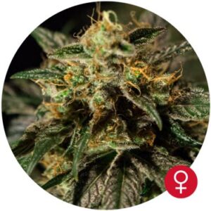 O.Z. Kush fem. Cannabis frø - Bulldog Seeds