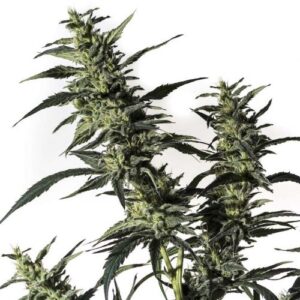 Nightingale (NN - 1) Fem. cannabis frø - Medical Marijuana Genetics