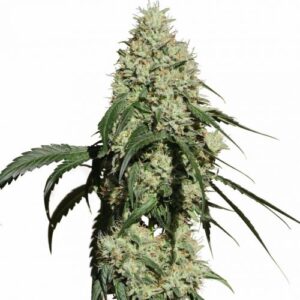 Nagual (NG - 1) Fem. cannabis frø - Medical Marijuana Genetics