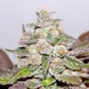 Mendocino Purple Kush feminiserede cannabisfrø fra Medical Seeds