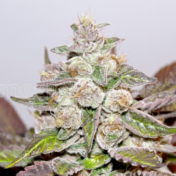 Mendocino Purple Kush feminiserede cannabisfrø fra Medical Seeds