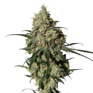 Orinoco (OR - 1) Fem. cannabis frø - Medical Marijuana Genetics