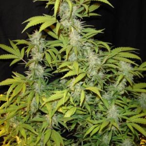 Prozack feminiserede cannabisfrø fra Medical Seeds