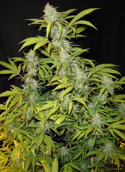 Prozack feminiserede cannabisfrø fra Medical Seeds