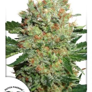 Brainstorm Fem. cannabis frø – Dutch Passion