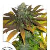 Californian Orange feminiserede cannabisfrø fra Dutch Passion
