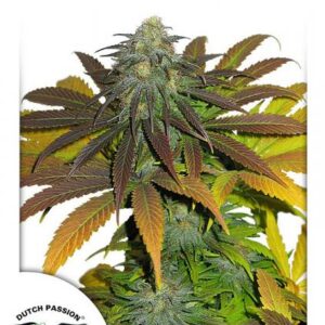 Californian Orange feminiserede cannabisfrø fra Dutch Passion