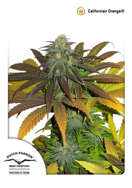 Californian Orange feminiserede cannabisfrø fra Dutch Passion