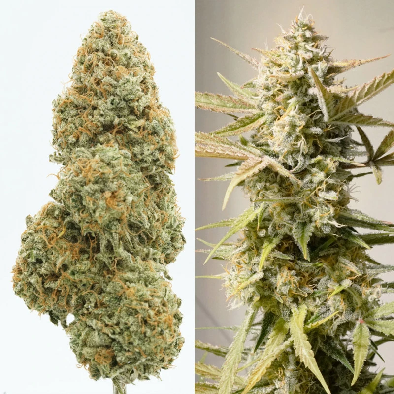 Cinderella Jack Auto cannabis frø - Dutch Passion - Billede 3