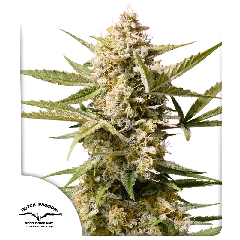 Cinderella Jack Auto cannabis frø - Dutch Passion