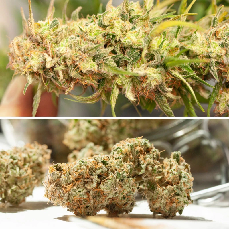 Cinderella Jack Auto cannabis frø - Dutch Passion - Billede 5