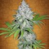 Californian Snow autoblomstrende cannabisfrø fra Fast Buds Seeds