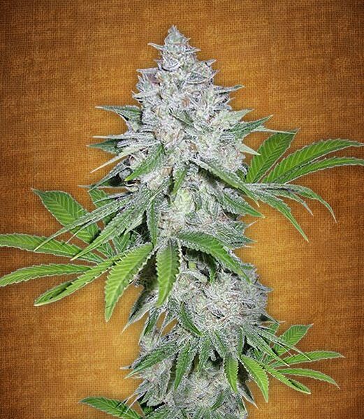 Californian Snow autoblomstrende cannabisfrø fra Fast Buds Seeds